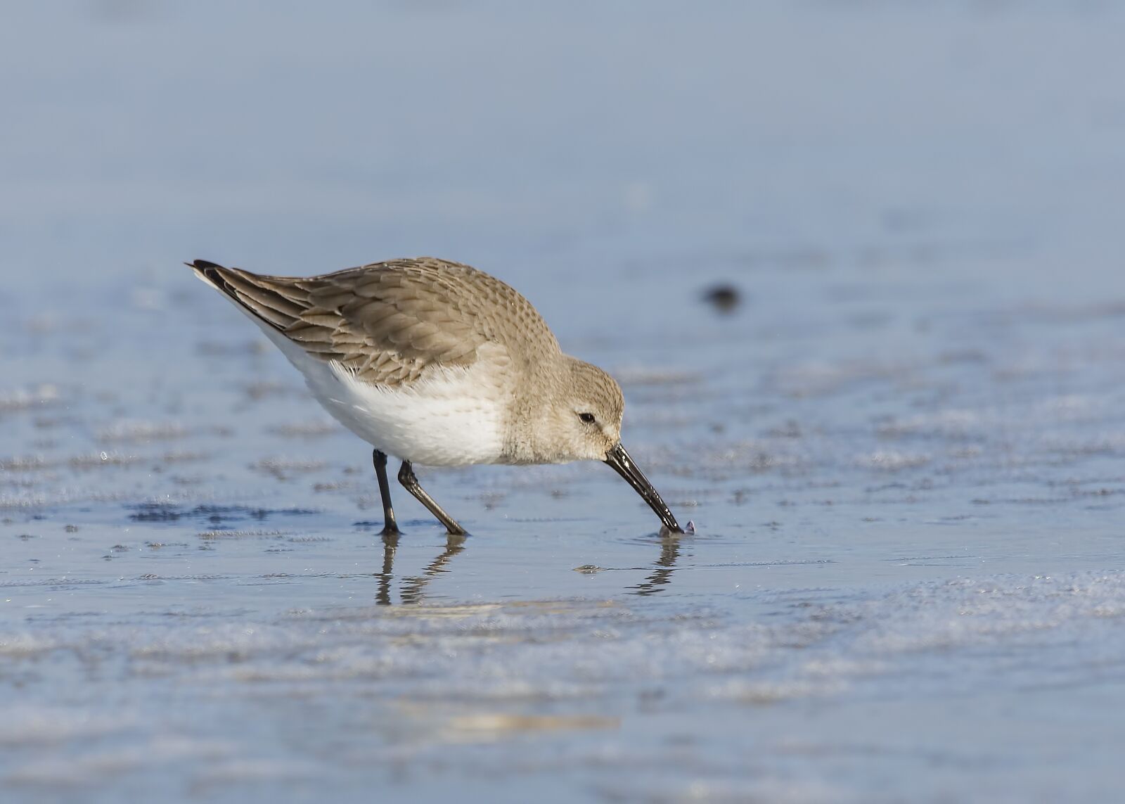 150-600mm F5-6.3 DG OS HSM | Contemporary 015 sample photo. Sandpiper, bird, nature photography