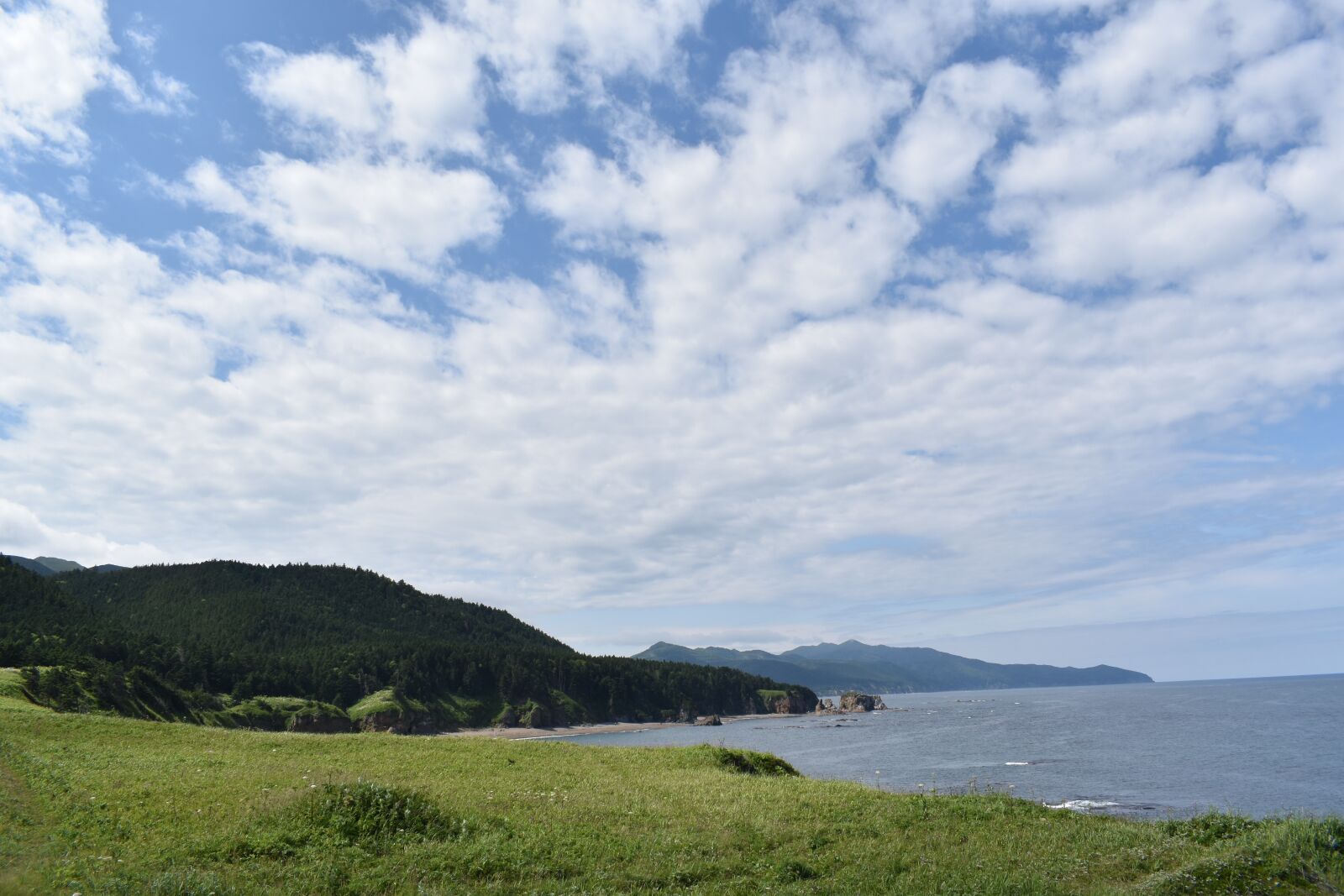 Nikon D5600 sample photo. Sea, ocean, animals photography
