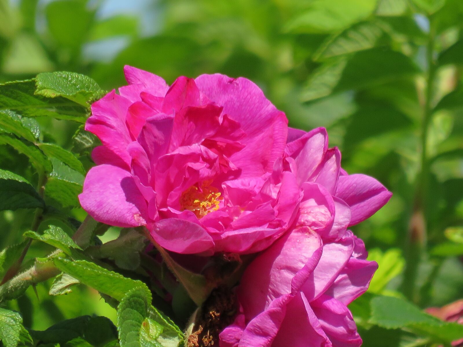 Canon PowerShot SX540 HS sample photo. Flower, in the summer photography