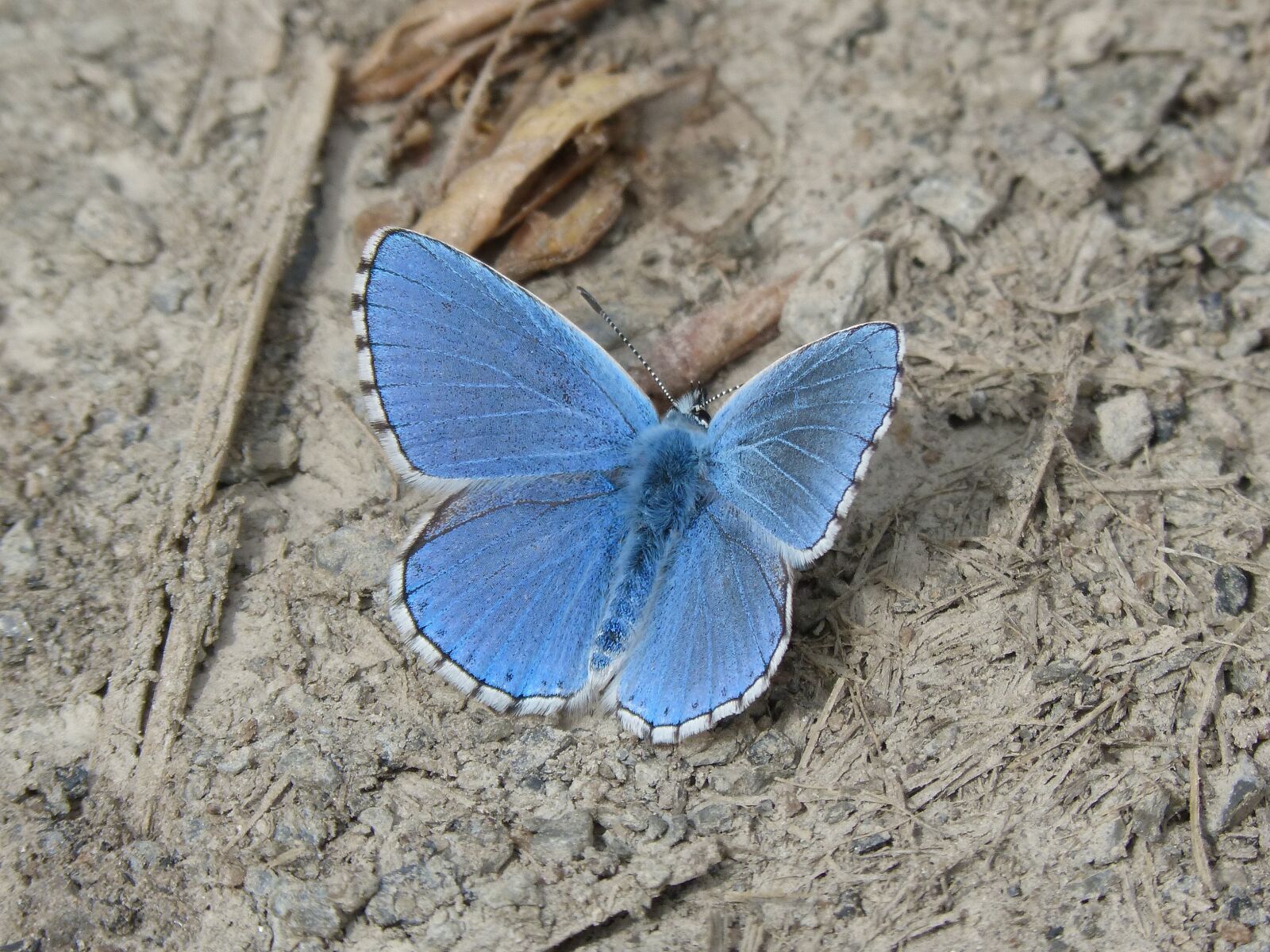 Panasonic DMC-FZ62 sample photo. Butterfly, blue butterfly, blaveta photography