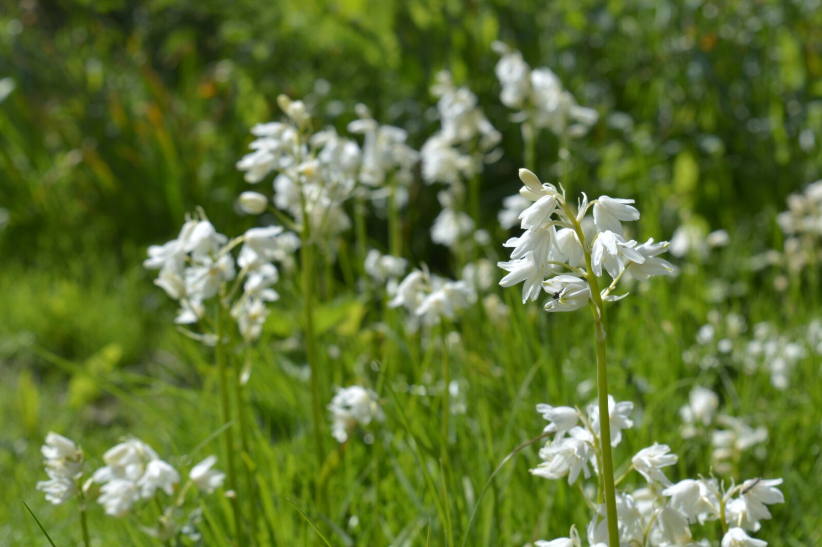 Nikon D3200 sample photo. Nature, leaves, flowers photography