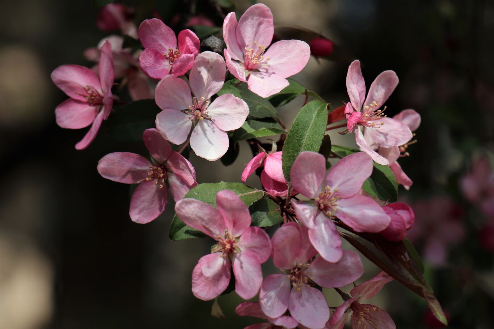 Canon EOS M6 sample photo. Spring, april, apple photography