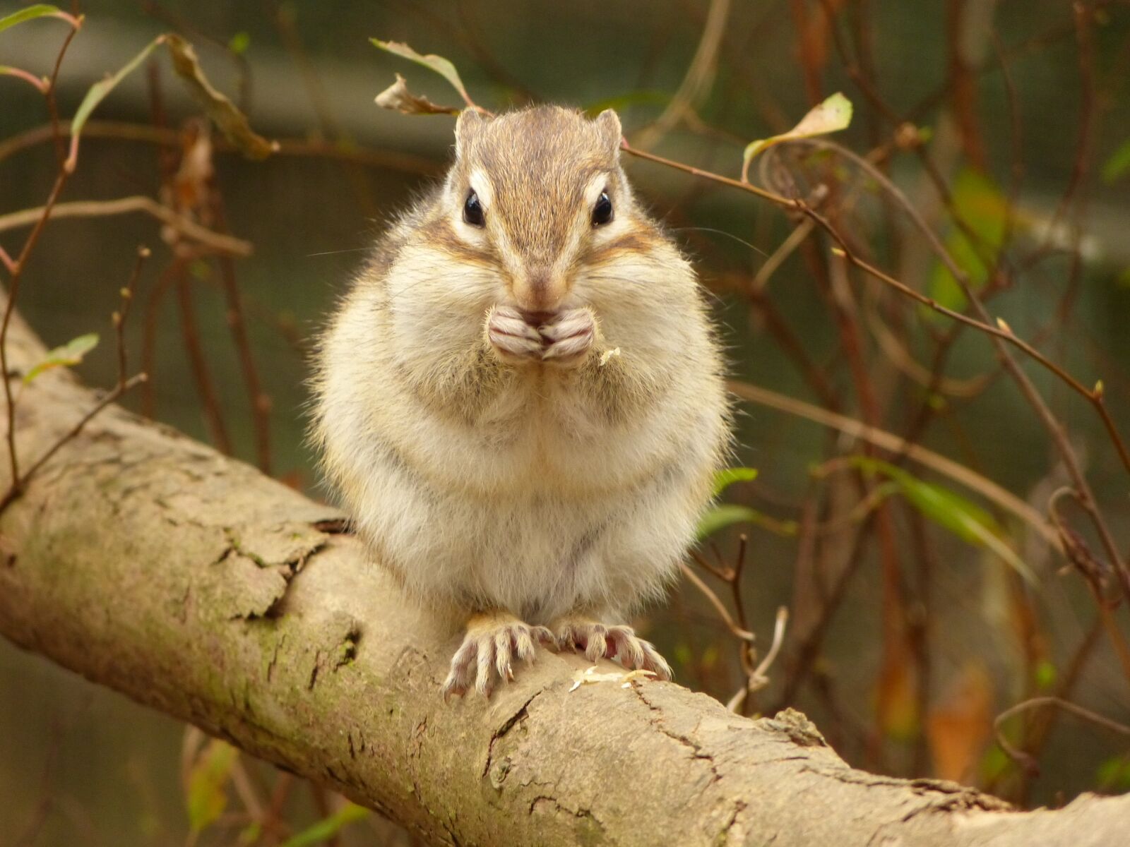 Panasonic Lumix DMC-FZ150 sample photo. Animal, squirrel, diet photography