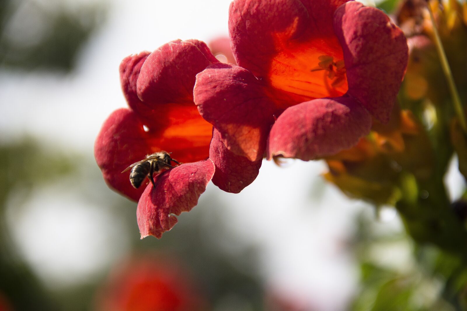 Canon EOS 650D (EOS Rebel T4i / EOS Kiss X6i) sample photo. Bee, flowers, insect photography