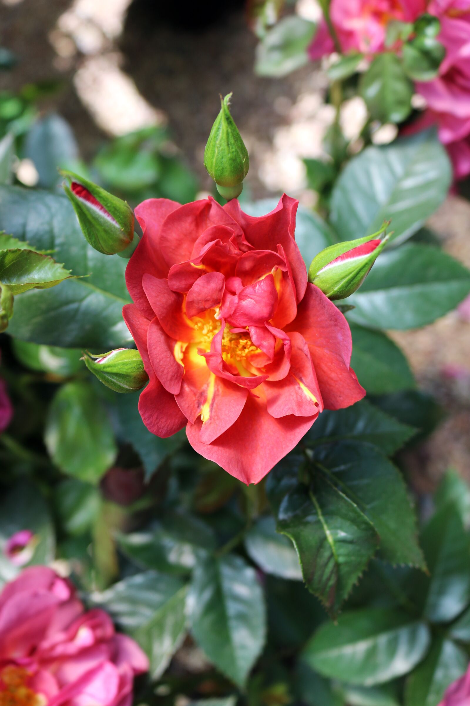 Canon EOS 750D (EOS Rebel T6i / EOS Kiss X8i) sample photo. Red, yellow, flower photography