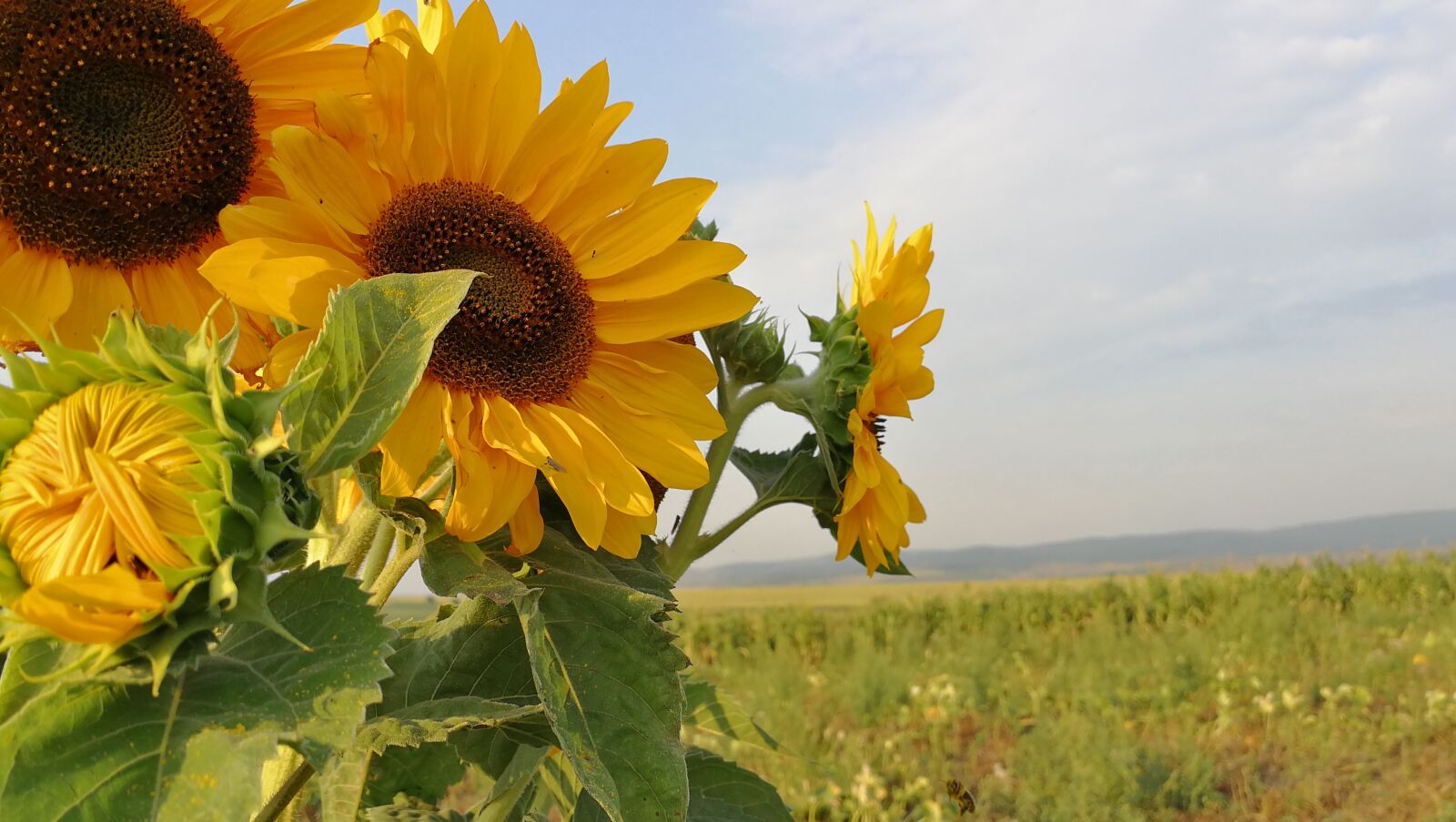 HUAWEI P10 sample photo. Sunflower, flower, sun photography
