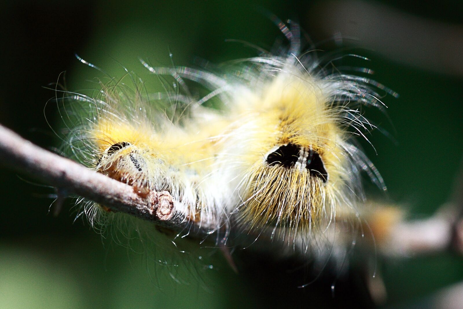 Canon EOS 40D sample photo. Animal, nature, wildlife photography