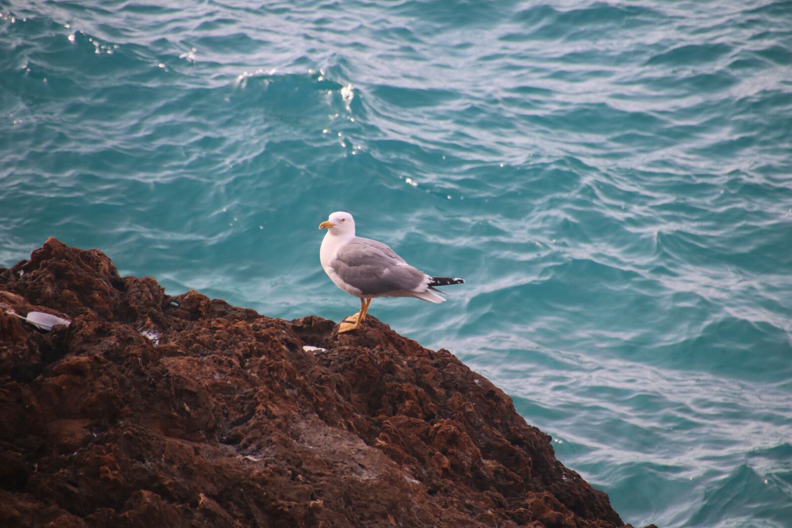 Canon EOS 70D sample photo. Beach, sea, bird photography