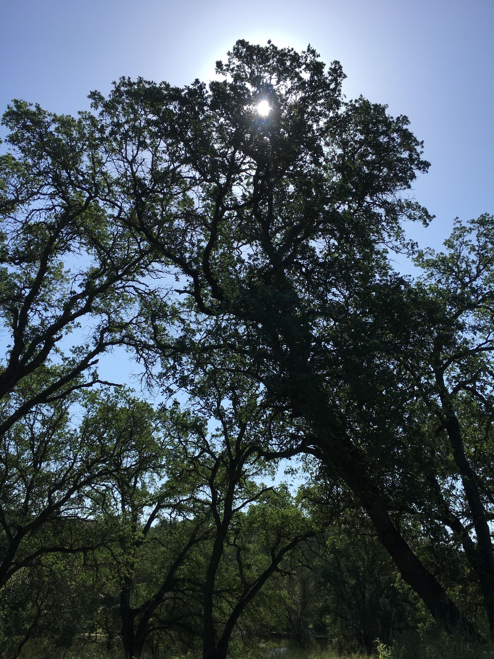 Apple iPhone 6s Plus sample photo. Oak tree, shadows, outside photography