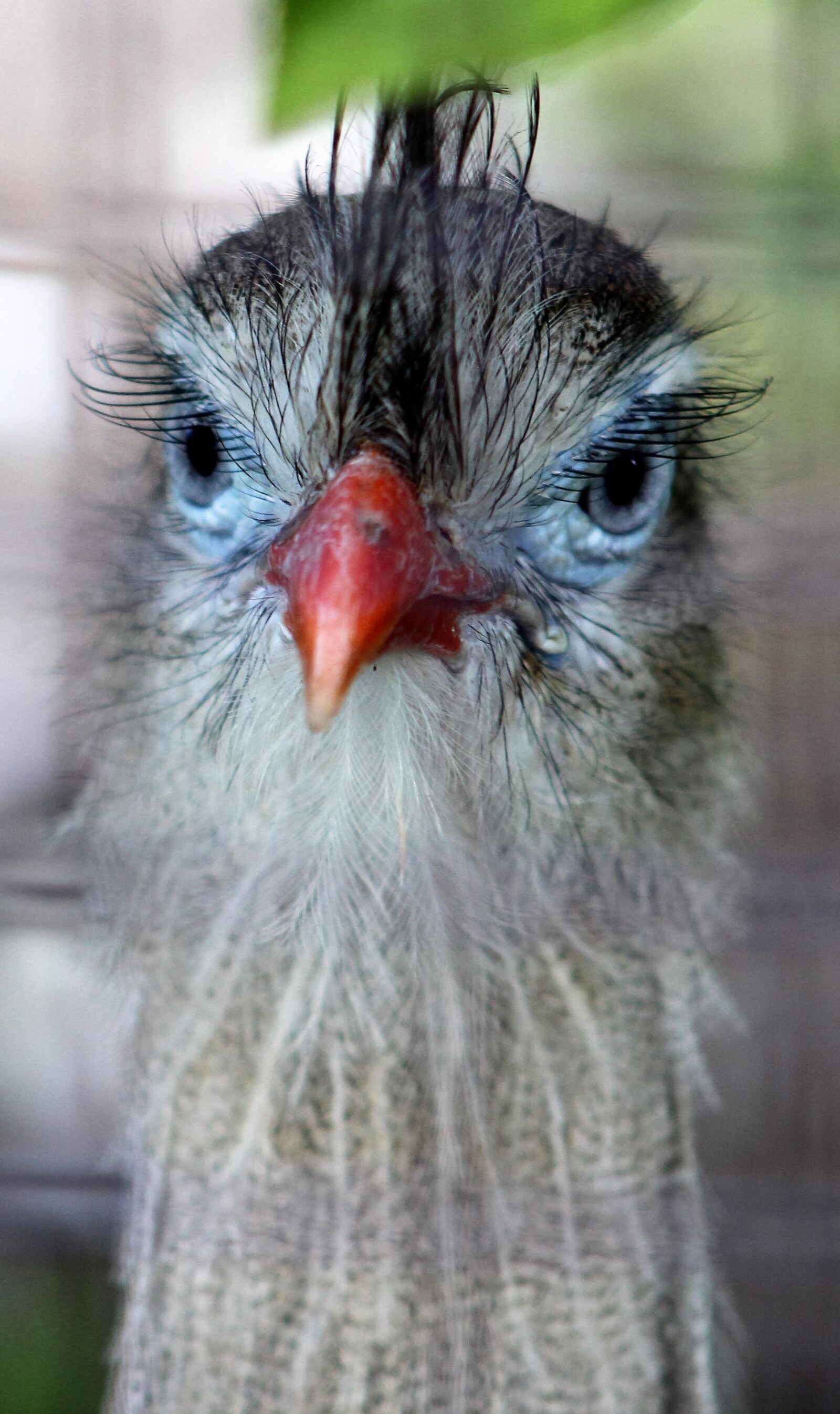 Canon EF 75-300mm f/4-5.6 sample photo. Bird, animal, beak photography