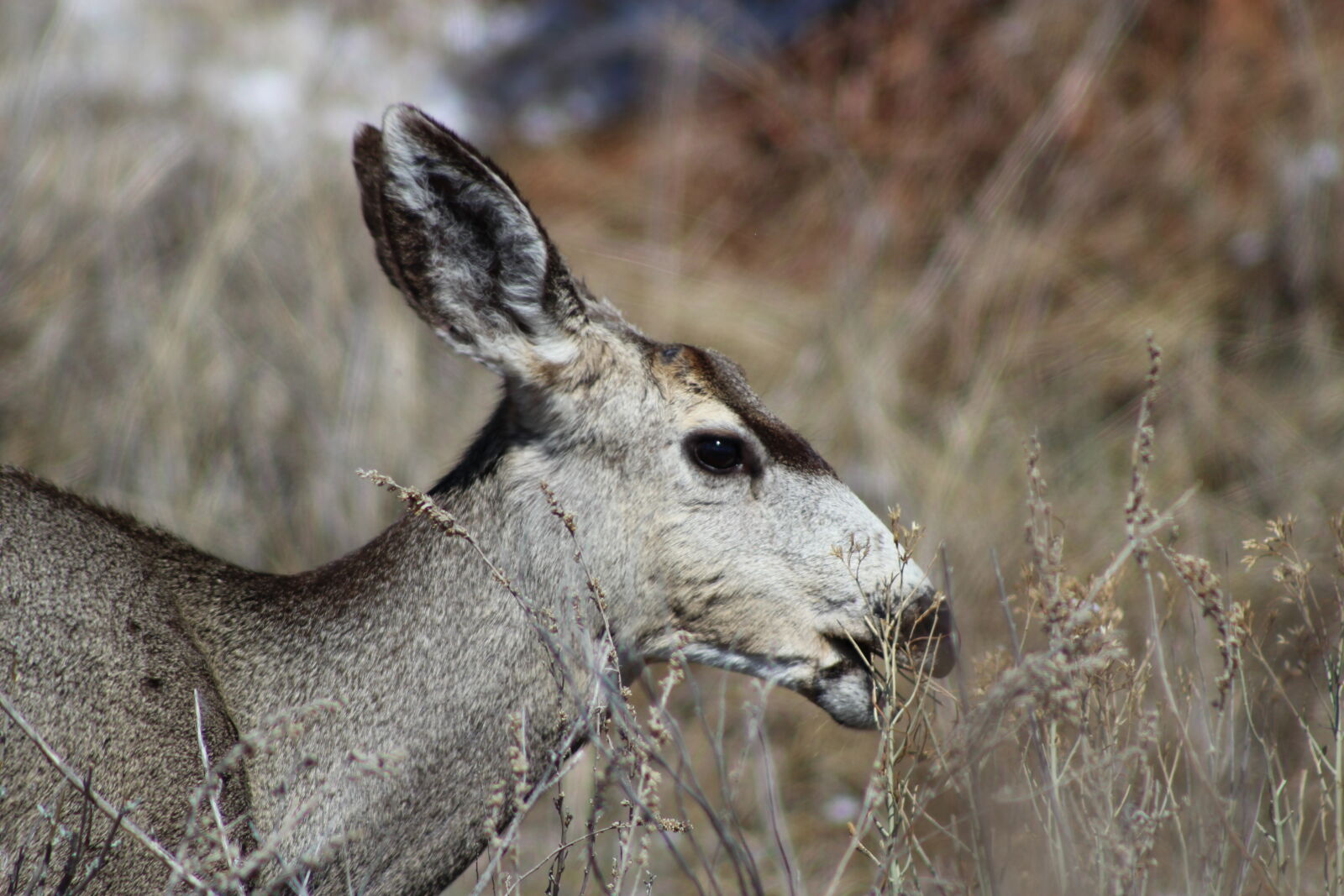 Canon EF 75-300mm f/4-5.6 sample photo