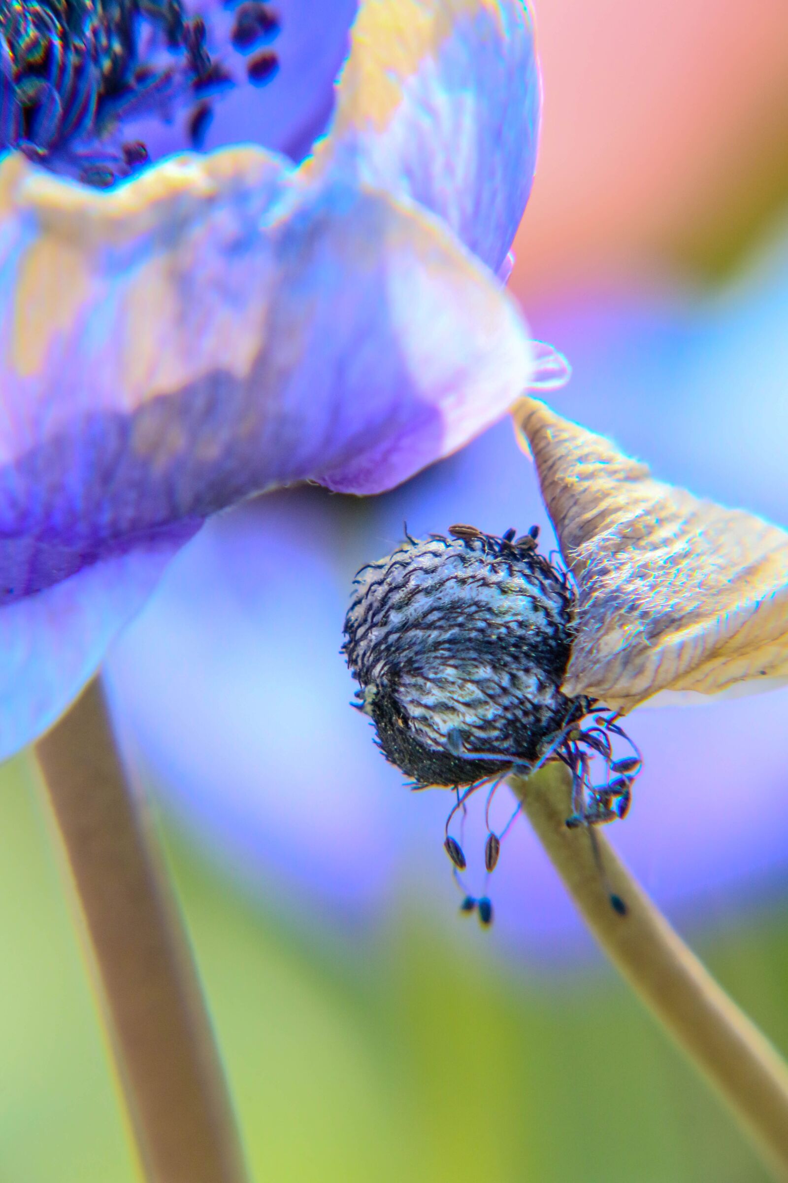 Canon EOS 70D sample photo. Flower, violet, bud photography