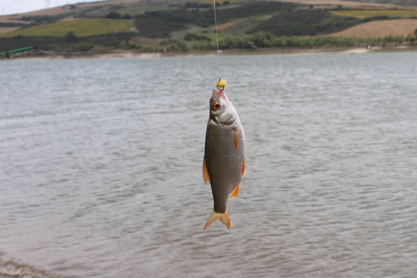Canon EOS 700D (EOS Rebel T5i / EOS Kiss X7i) sample photo. Fish, freshwater fish, dam photography
