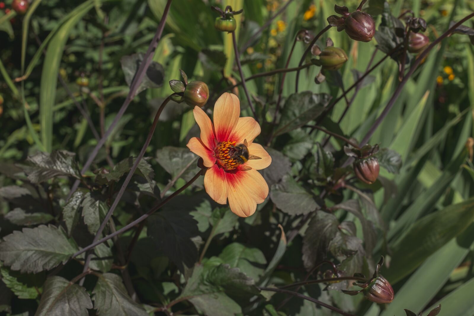 Canon EOS 6D sample photo. Bee, bumblebee, garden bee photography