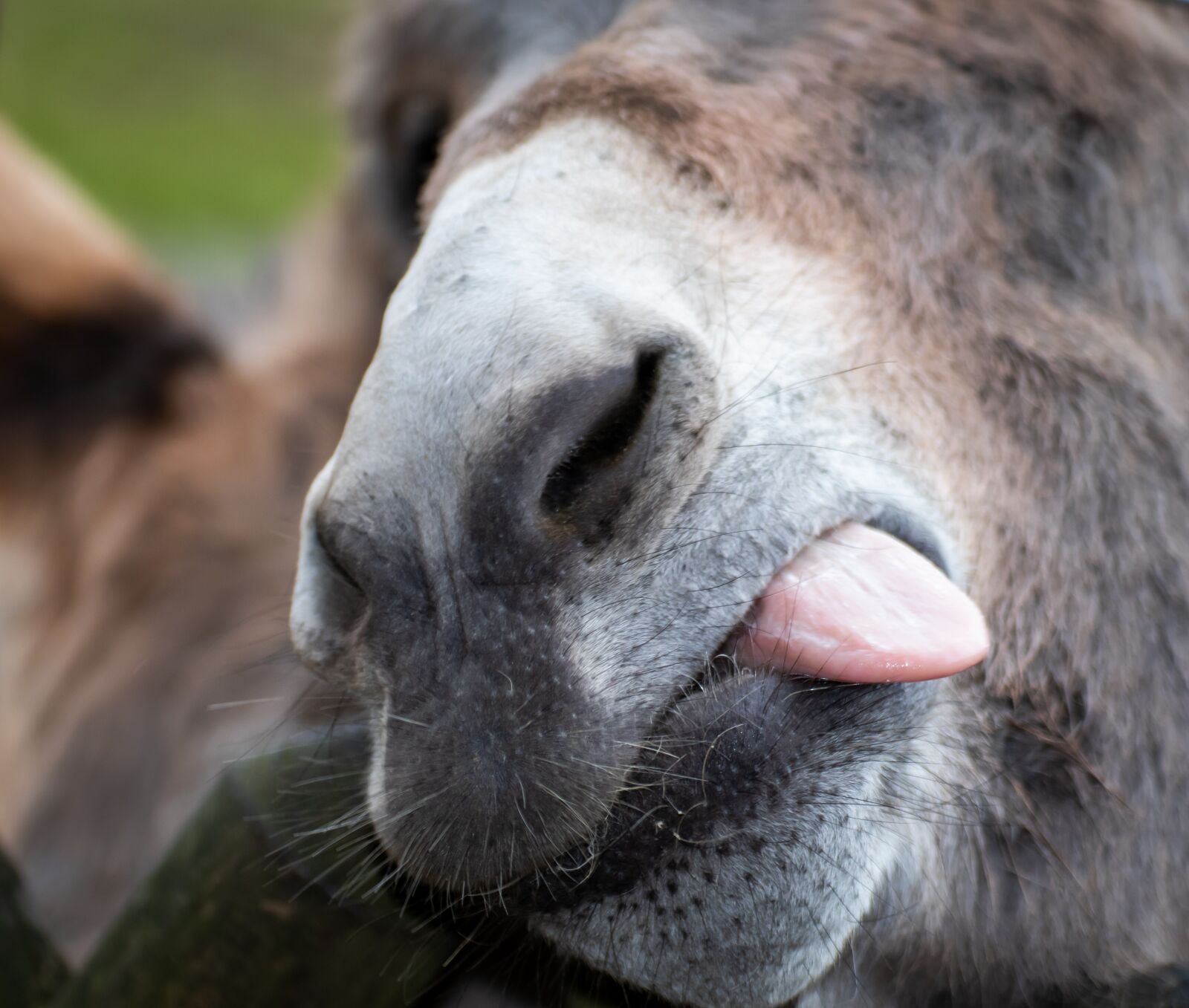 Canon EOS 200D (EOS Rebel SL2 / EOS Kiss X9) sample photo. Donkey, foot, snout photography