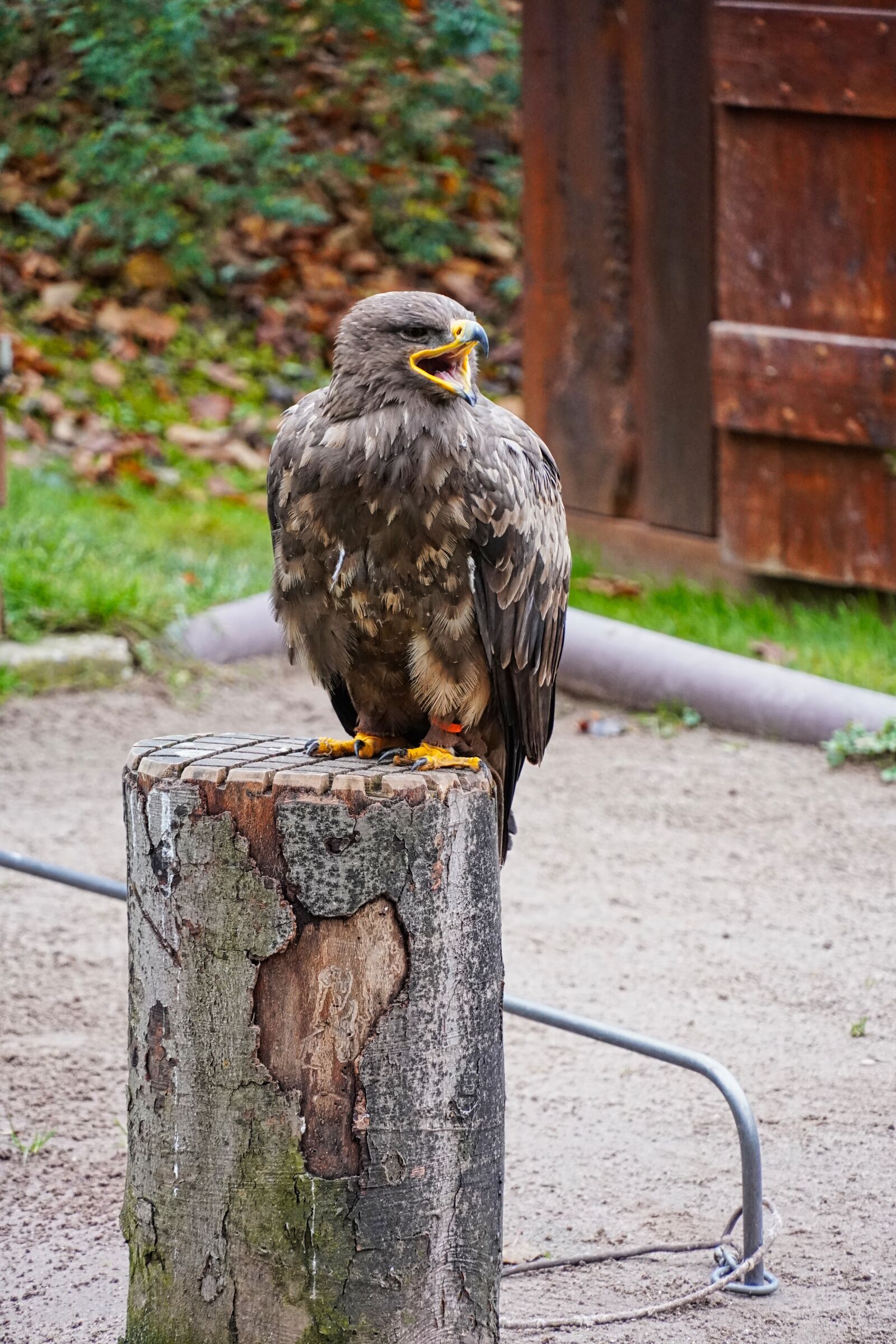 Sony E 18-135mm F3.5-5.6 OSS sample photo. Hawk, bird, bird park photography
