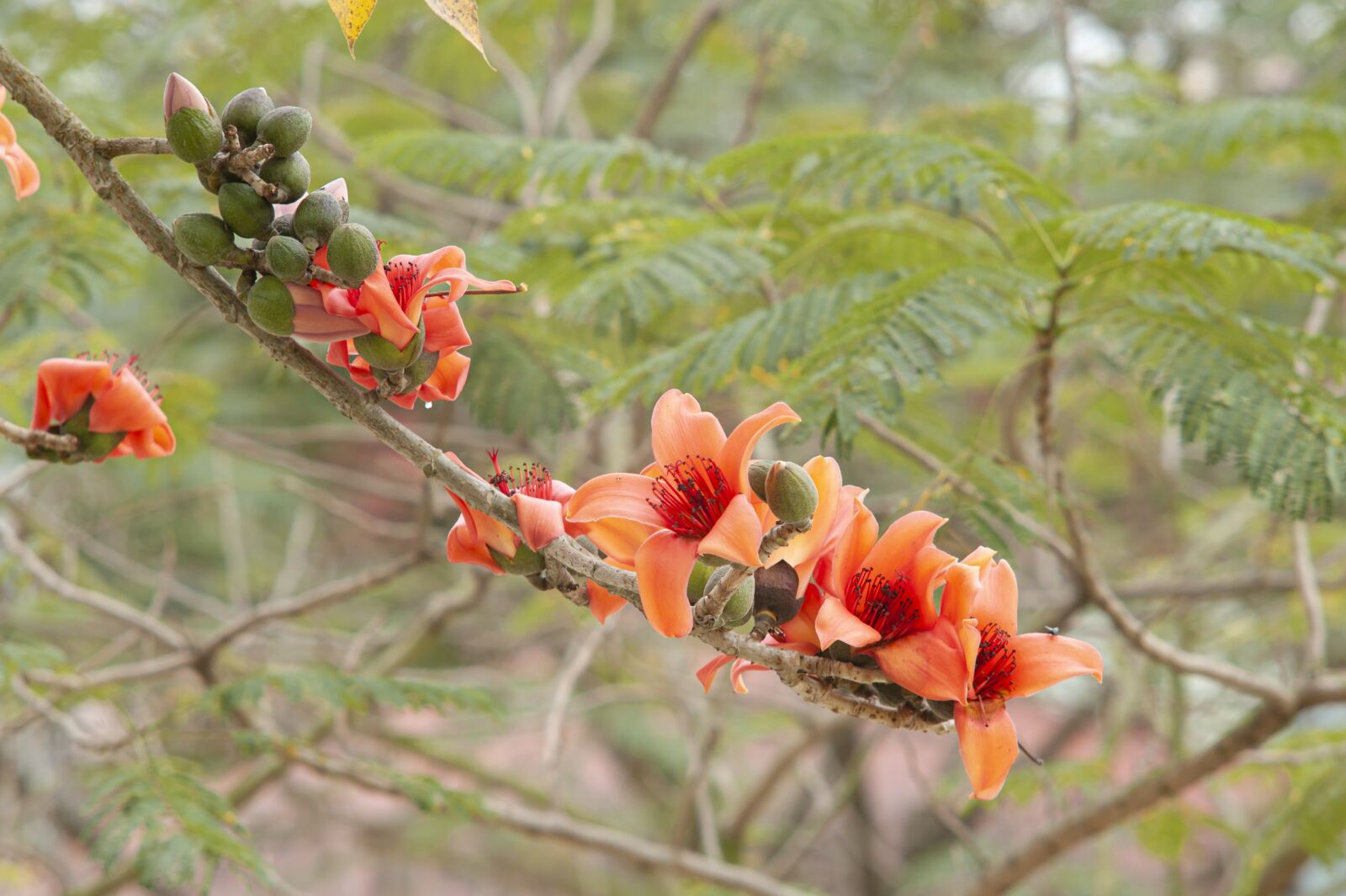 Nikon D700 sample photo. Flower, green, leaf photography