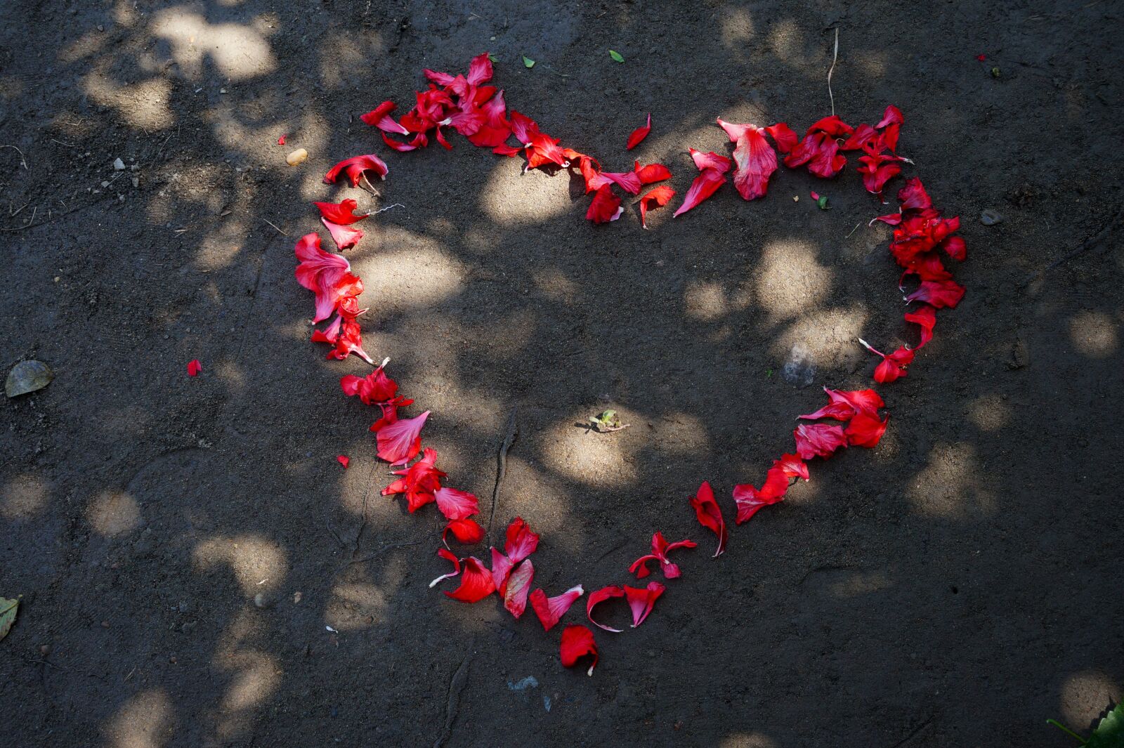 E 18-50mm F4-5.6 sample photo. Flowers, love, romance photography