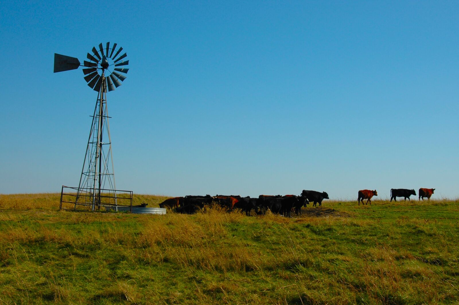 Nikon D70 sample photo. Cattle, prairie, wind photography