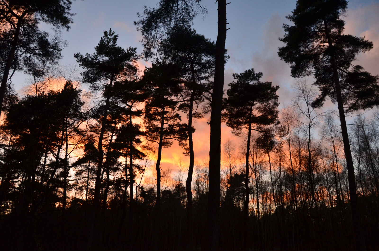 Nikon D5100 sample photo. Contrast, nature photography