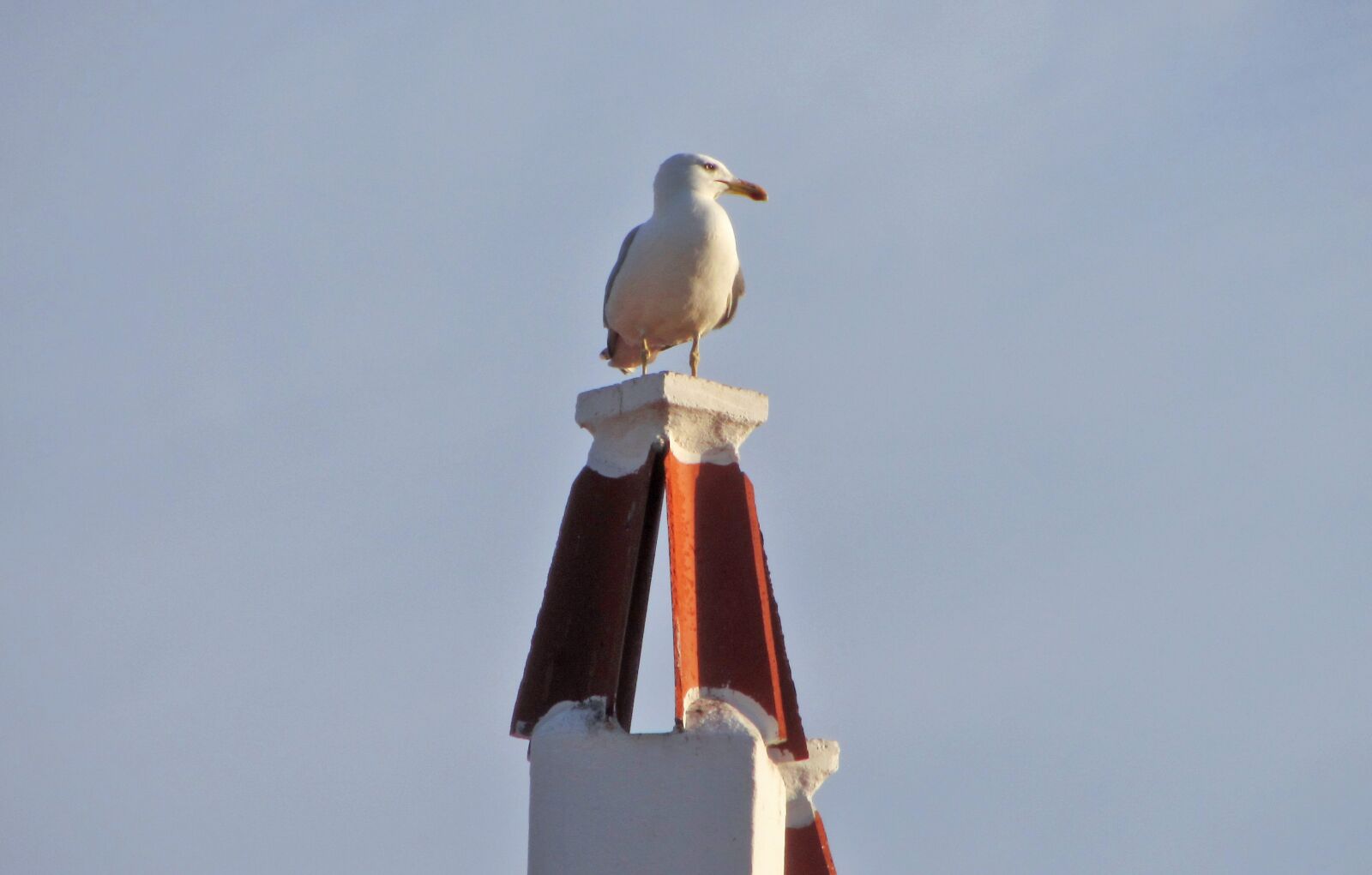 Canon PowerShot SX220 HS sample photo. Seagull, bird, ave photography