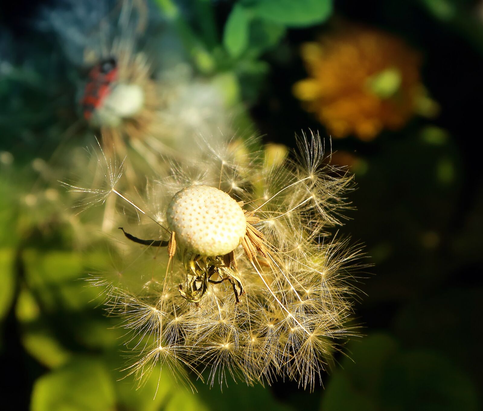 Canon EF-S 17-85mm F4-5.6 IS USM sample photo. Dandelion, nature, flowers photography