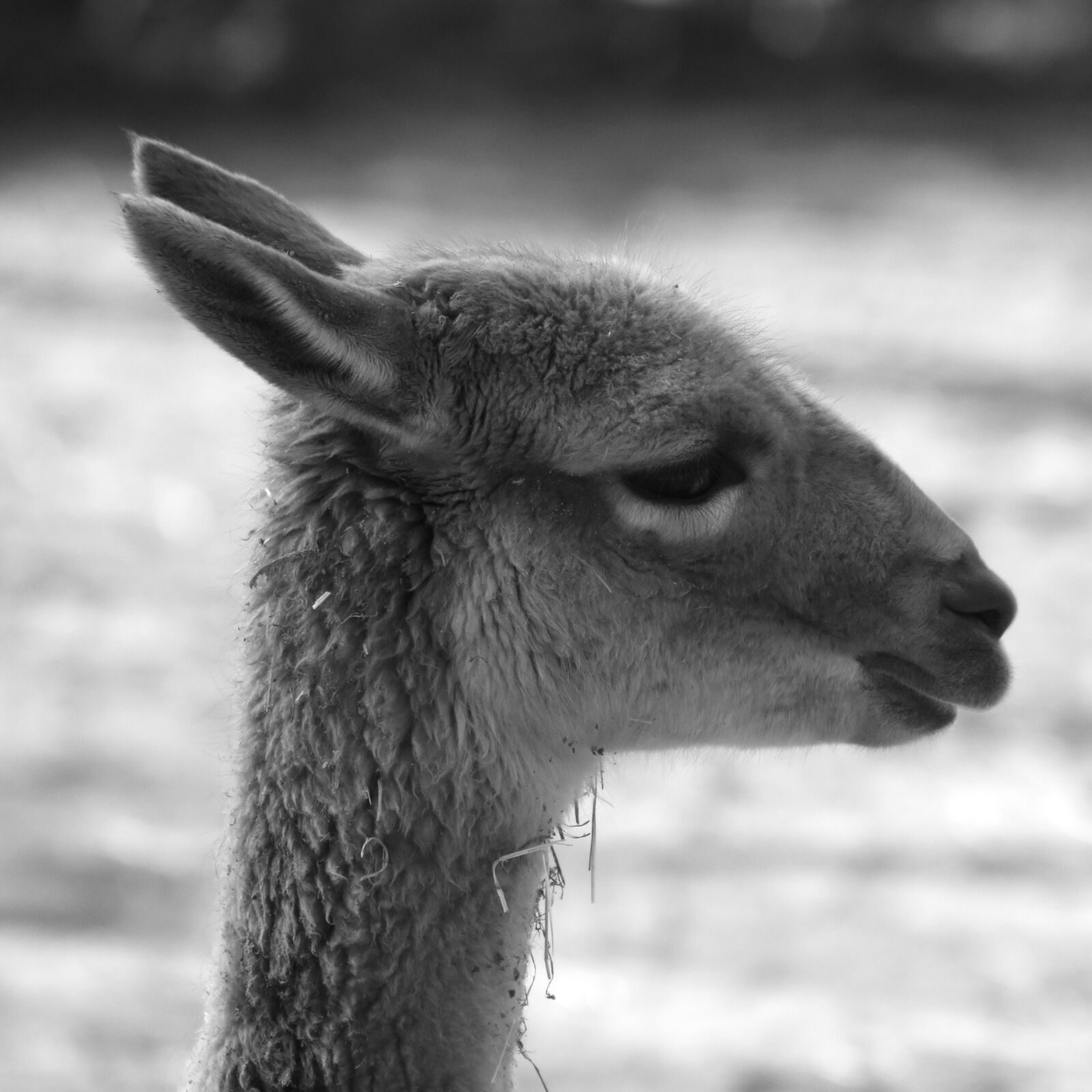 Nikon D7200 sample photo. Alpaca, animal, mammal photography