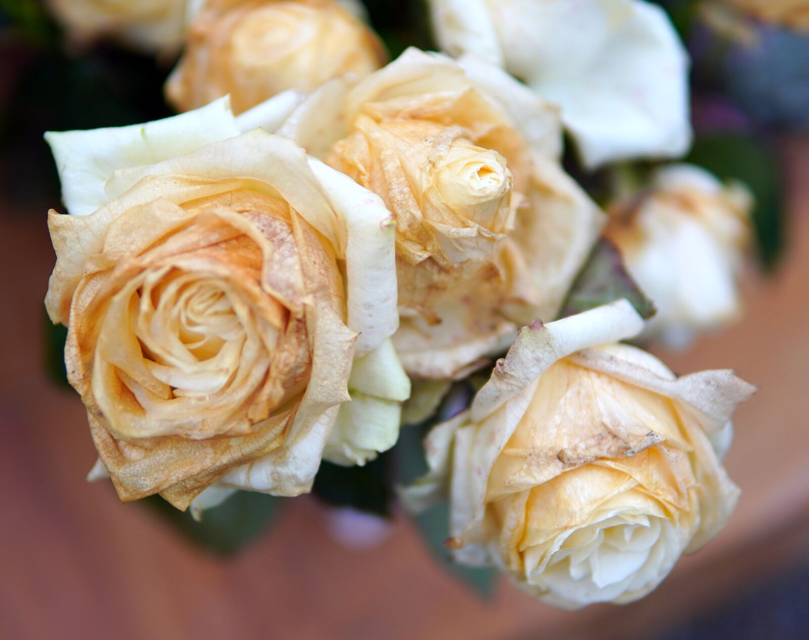 30mm F1.4 DC DN | Contemporary 016 sample photo. Roses, blossom, bloom photography