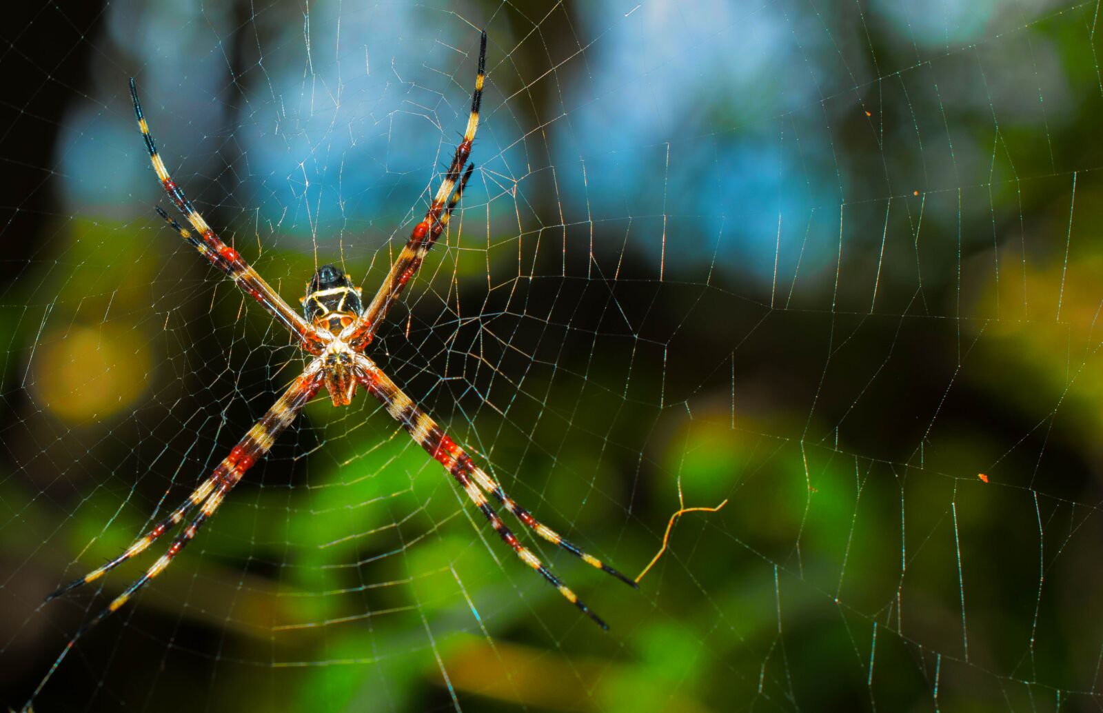 Nikon D7100 sample photo. Spider, web, net photography