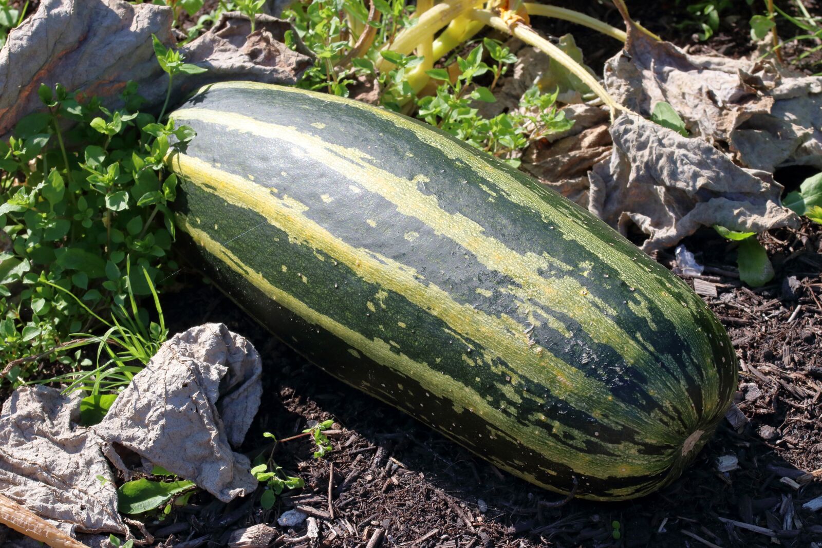 Canon EOS 80D sample photo. Marrow, vegetable, garden photography