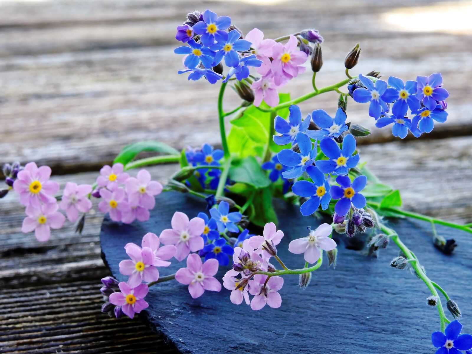 Nikon Coolpix P900 sample photo. Forget me not, flowers photography