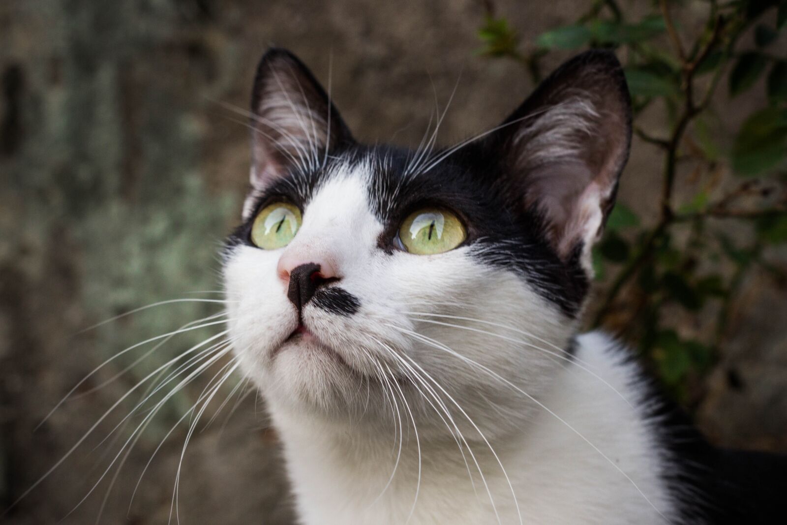 Canon EOS 60D sample photo. Cat, feline, kitten photography