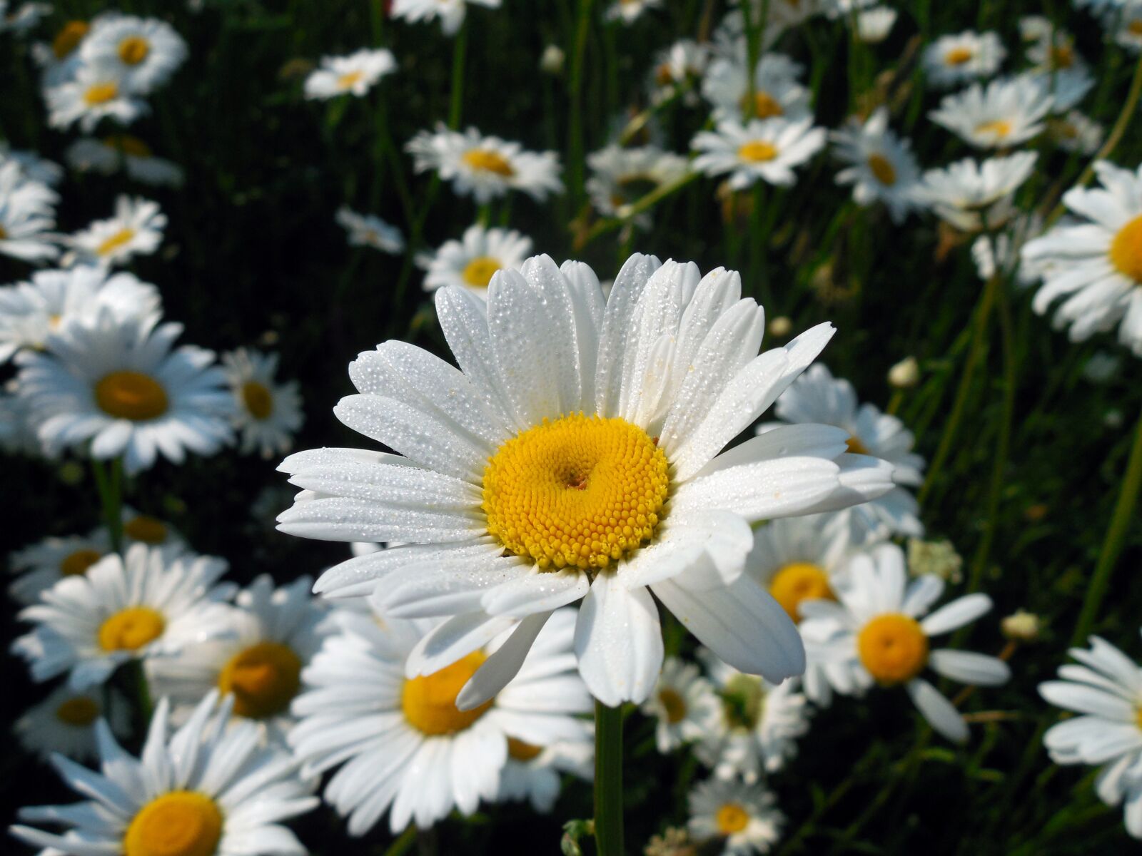 Nikon COOLPIX L620 sample photo. Marguerite, leucanthemum, blossom photography