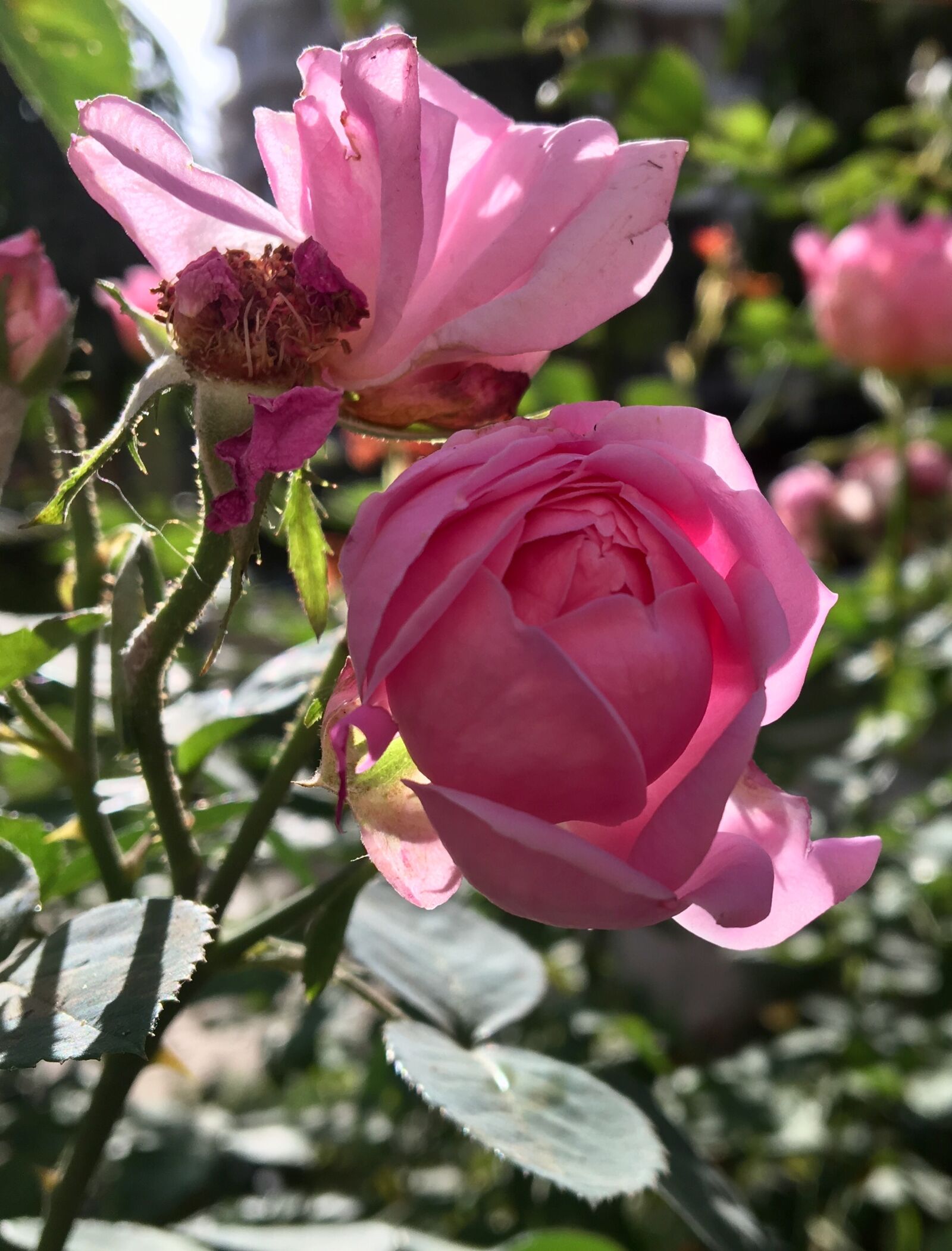Apple iPhone 6s sample photo. Fragrance, pink roses, rose photography