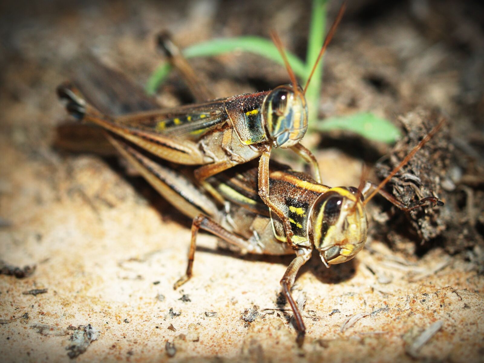 Olympus E-300 (EVOLT E-300) sample photo. Animals, antenna, background, blur photography