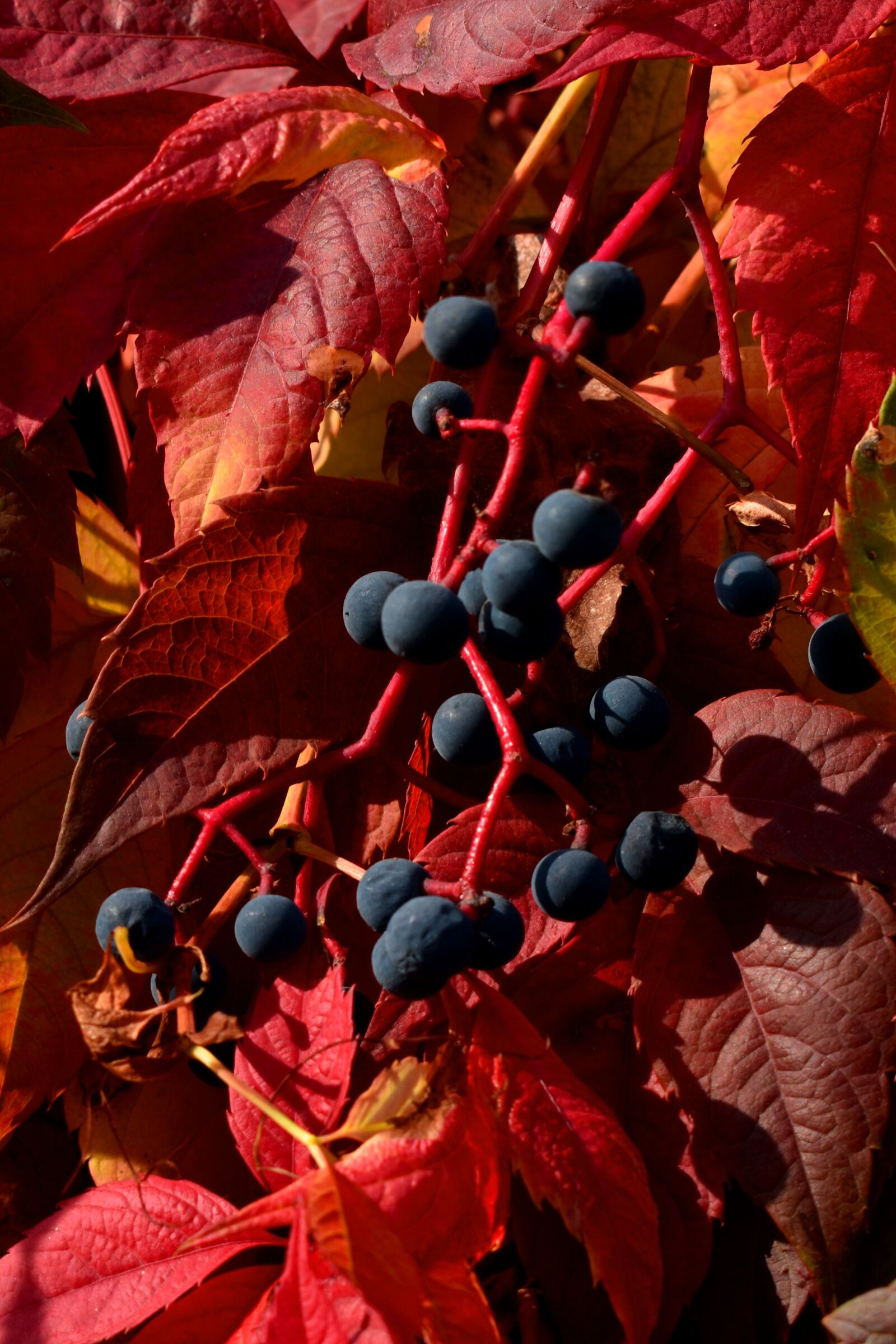 Nikon D3500 sample photo. Autumn, leaves, nature photography