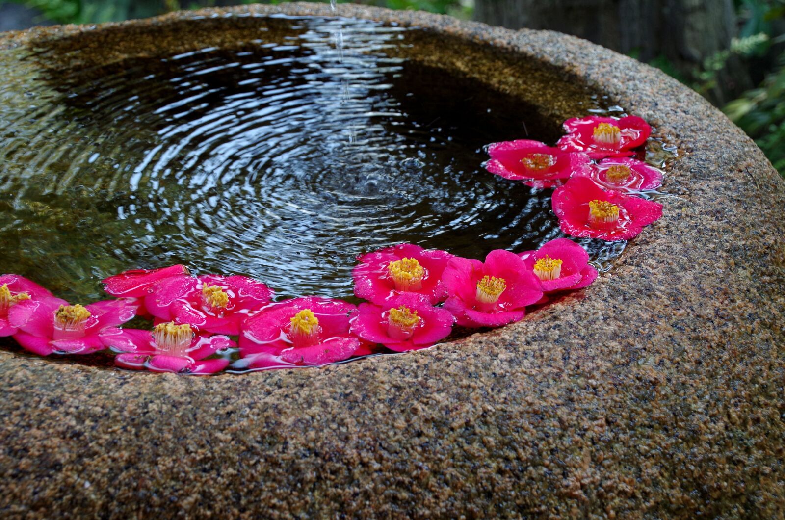 Pentax K-30 sample photo. Japan, japanese style, flowers photography