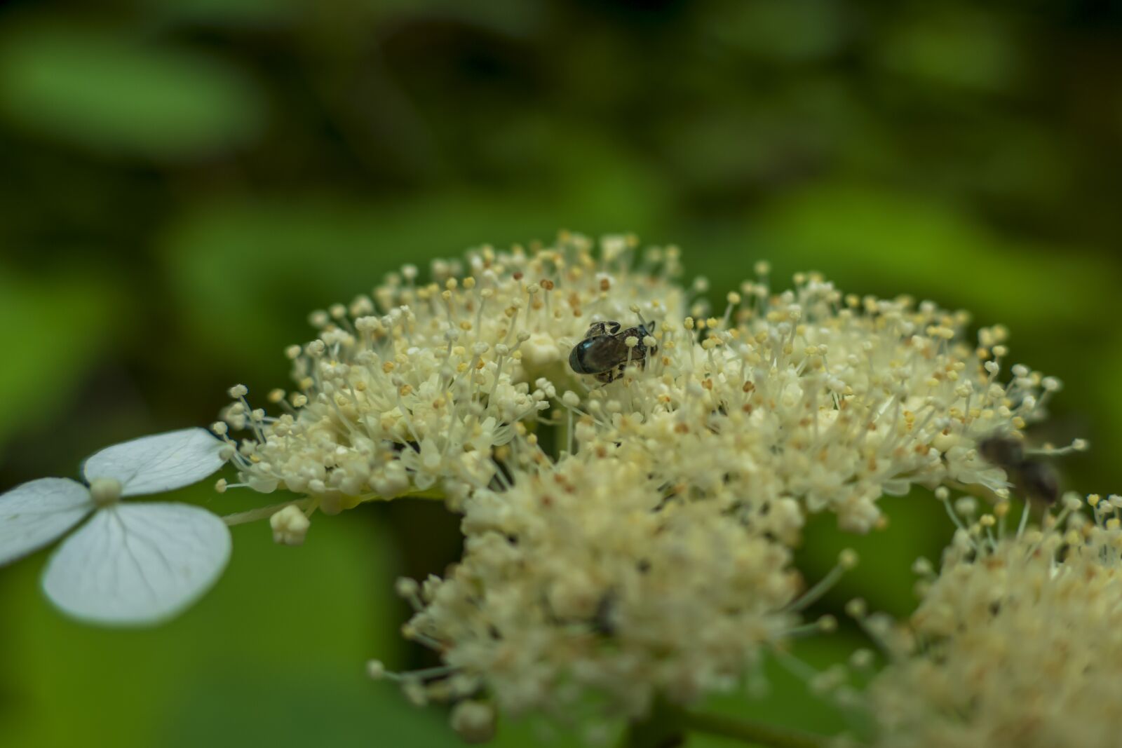 Panasonic Lumix DMC-FZ1000 sample photo. Bee, flowers, insect photography