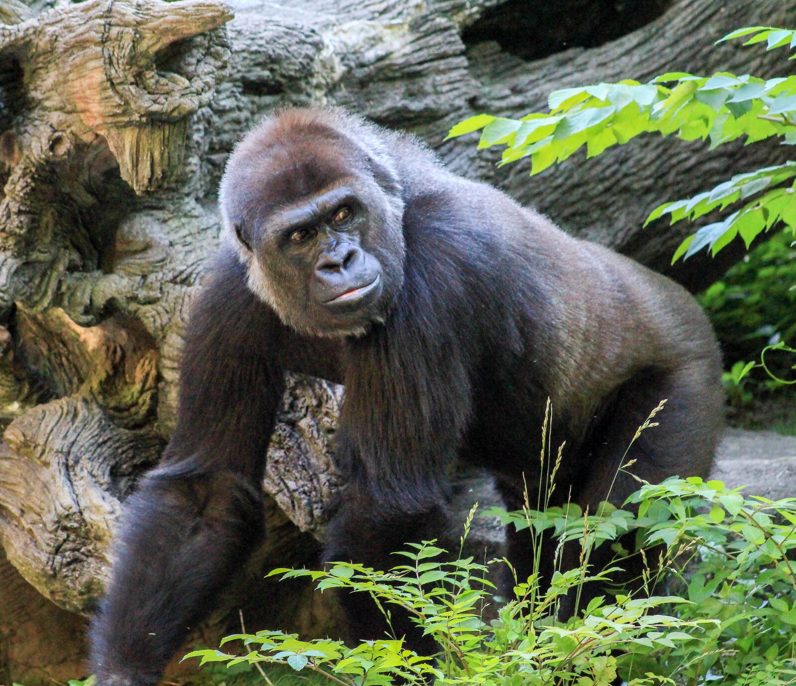 Canon EF 75-300mm f/4-5.6 USM sample photo. Monkey, primate, ape photography