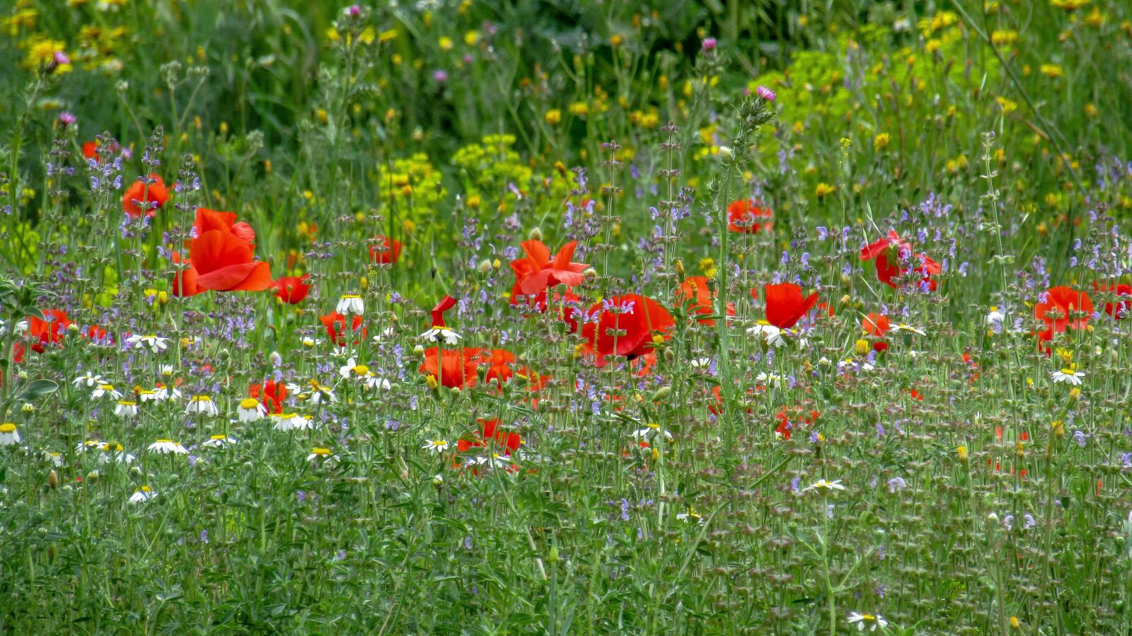 Canon PowerShot SX410 IS sample photo. Poppy, flower, papaverales photography
