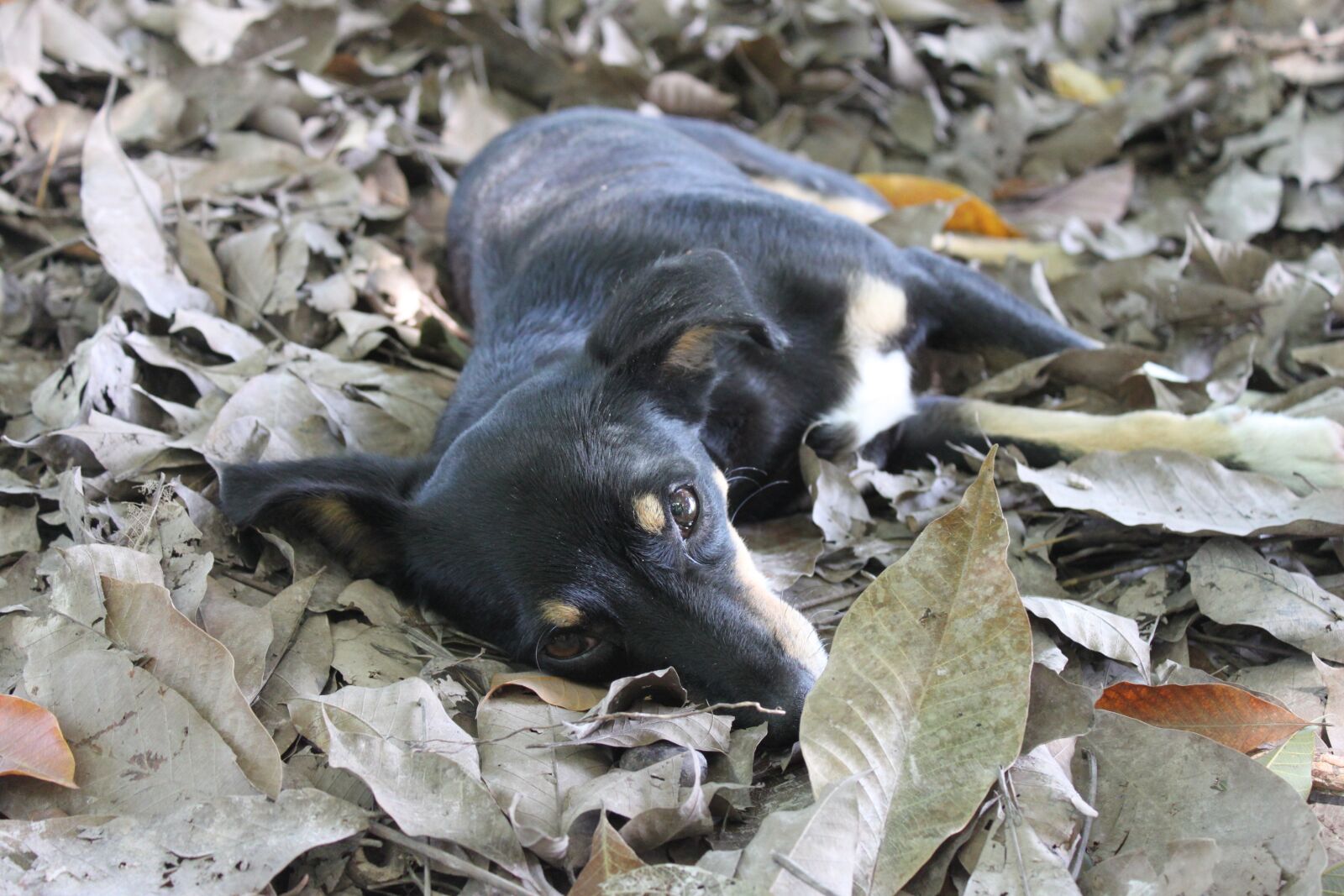 Canon EOS 500D (EOS Rebel T1i / EOS Kiss X3) sample photo. Dog, leaves, half blood photography