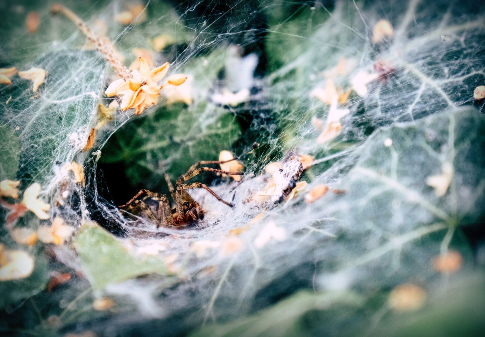 Fujifilm X-T2 sample photo. Spider, cobweb, insect photography