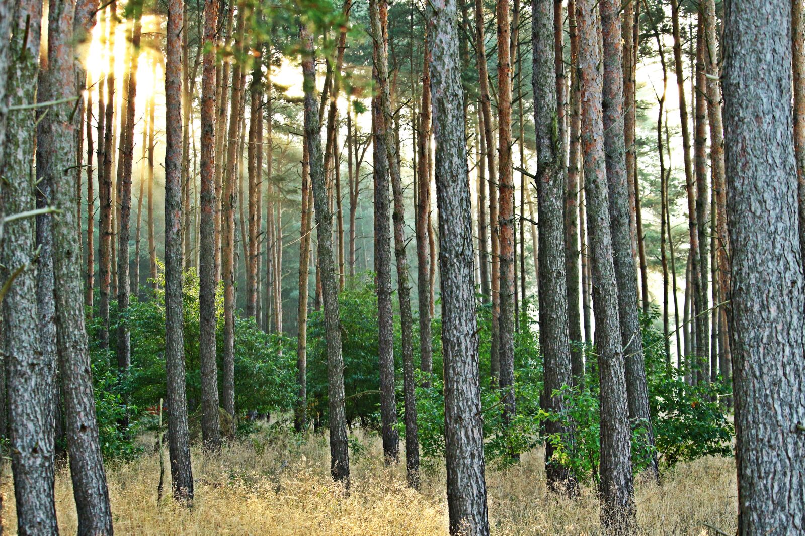 Canon EOS 100D (EOS Rebel SL1 / EOS Kiss X7) sample photo. Forest, tree, pine forest photography