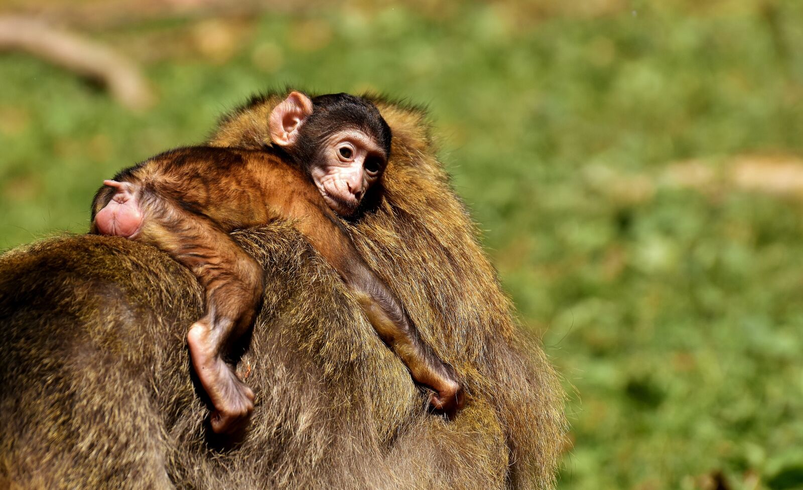 Nikon D7200 sample photo. Ape, baby monkey, barbary photography