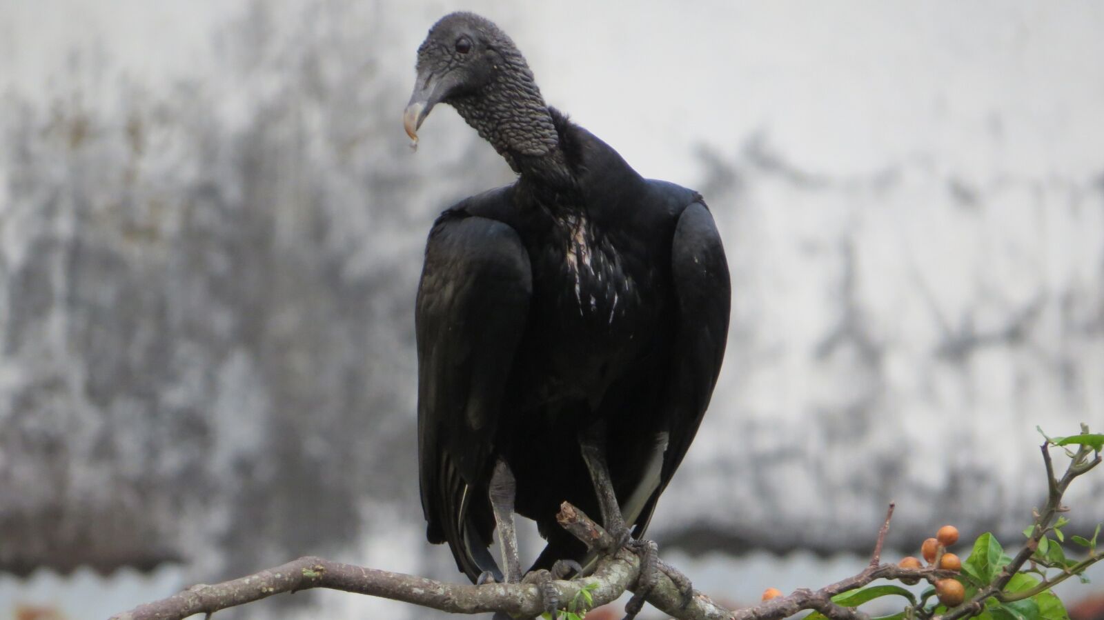 Canon PowerShot SX50 HS sample photo. Ave, prey, birds of photography