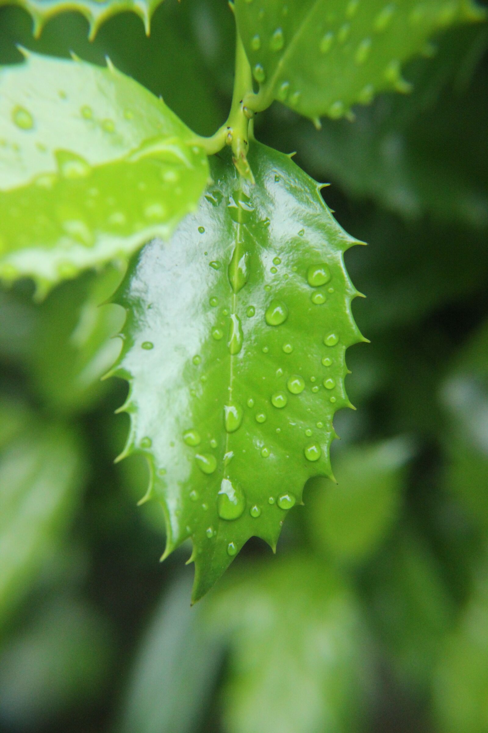 Canon EOS 600D (Rebel EOS T3i / EOS Kiss X5) sample photo. Leaf, green, plant photography