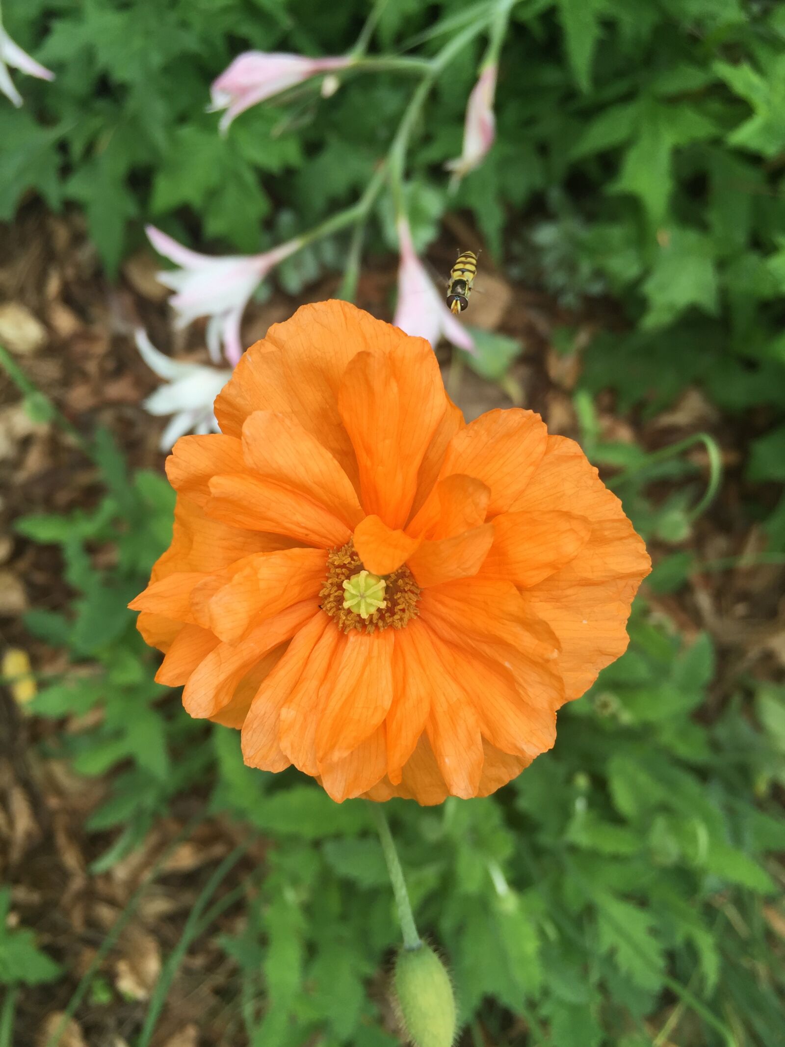 iPhone 6 Plus back camera 4.15mm f/2.2 sample photo. Orange, bloom, flower photography