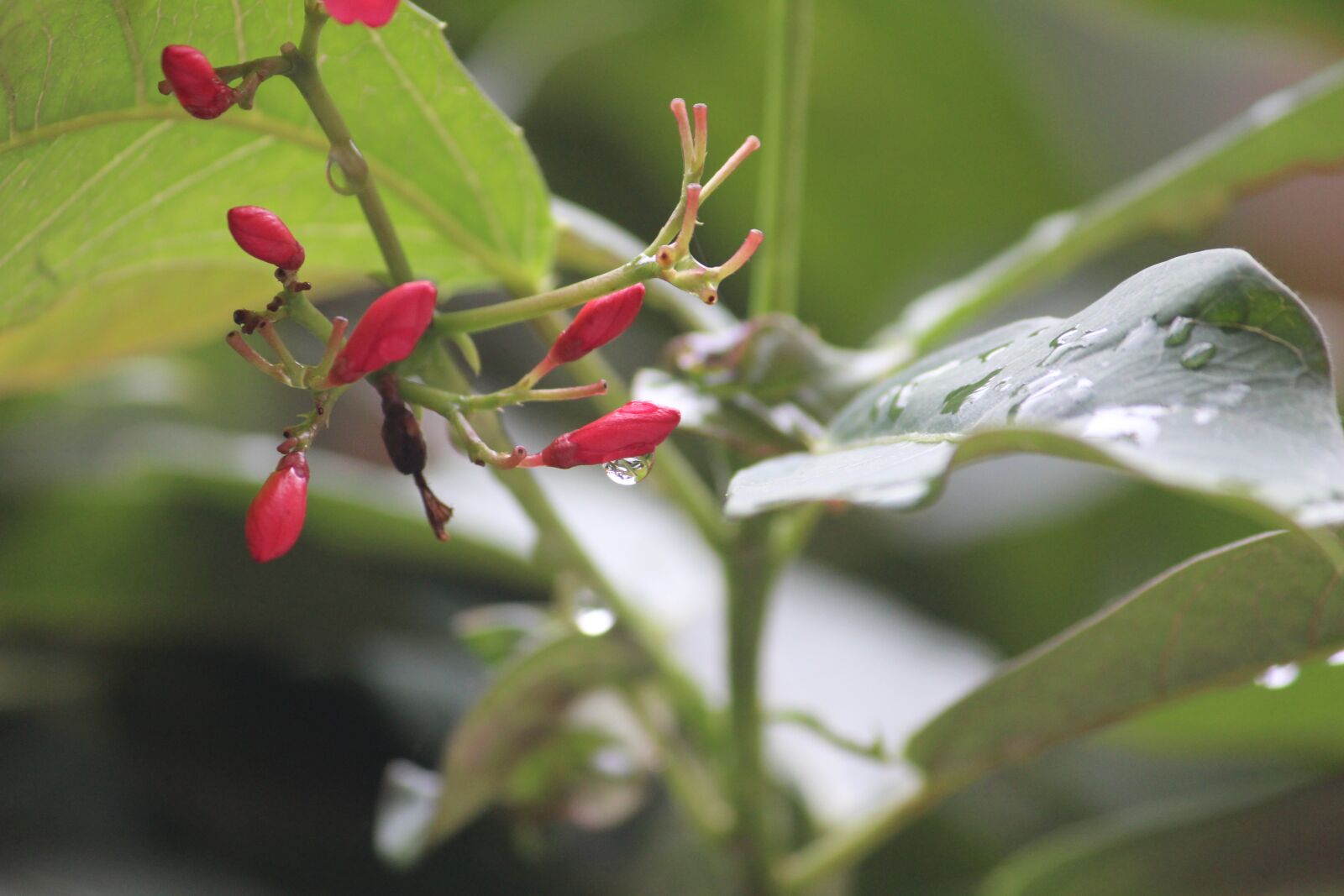 Canon EOS 1200D (EOS Rebel T5 / EOS Kiss X70 / EOS Hi) sample photo. Shrub, flower, bud photography