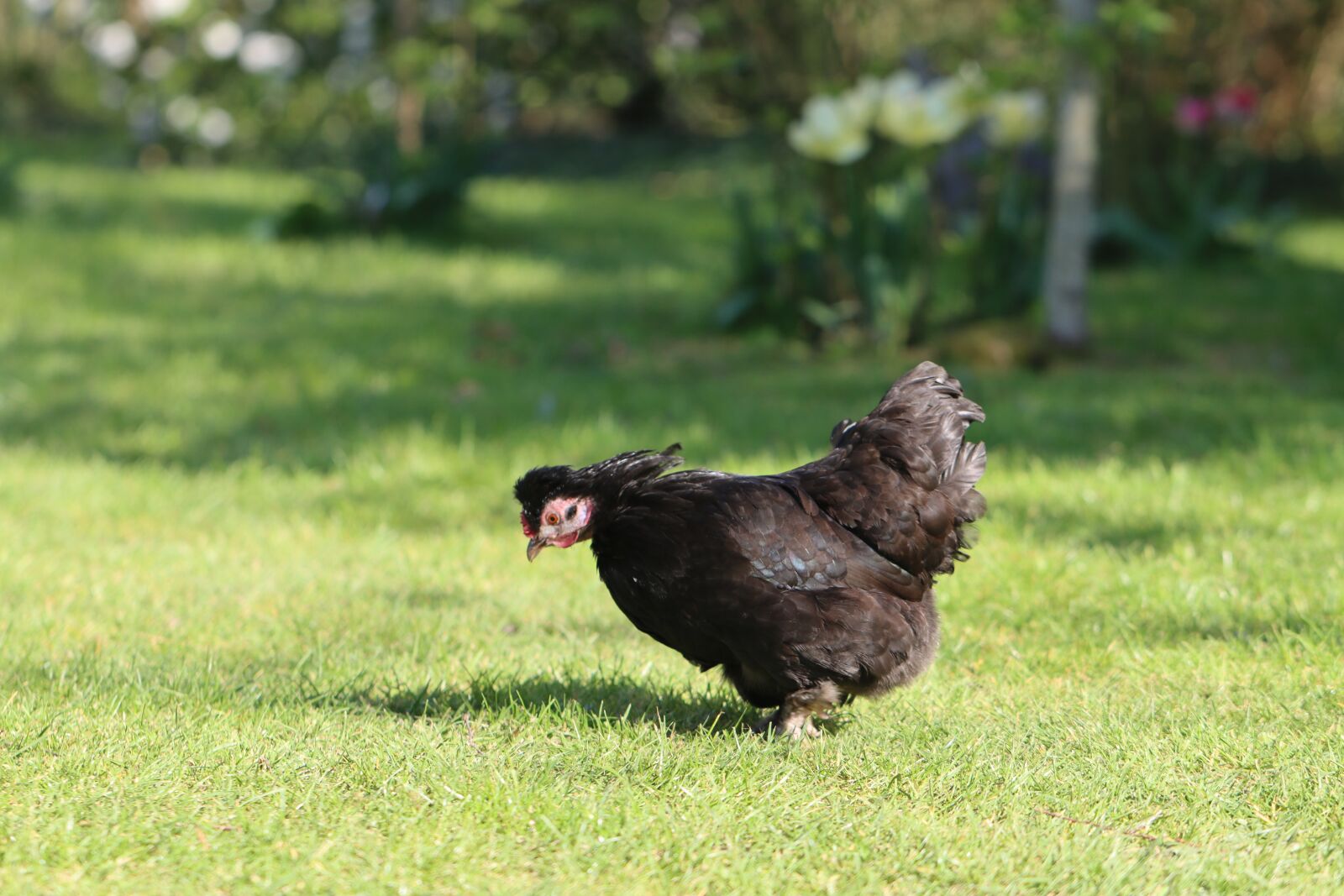 Canon EOS 90D sample photo. Hen, backyard, animal photography