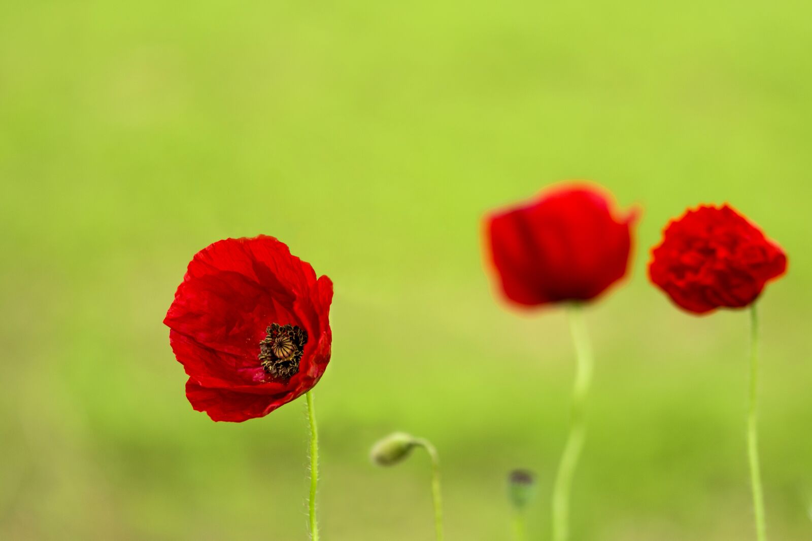 Nikon D7200 sample photo. Poppy, nature, field photography